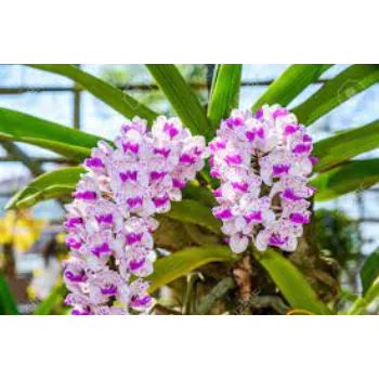 Natural Orchids 